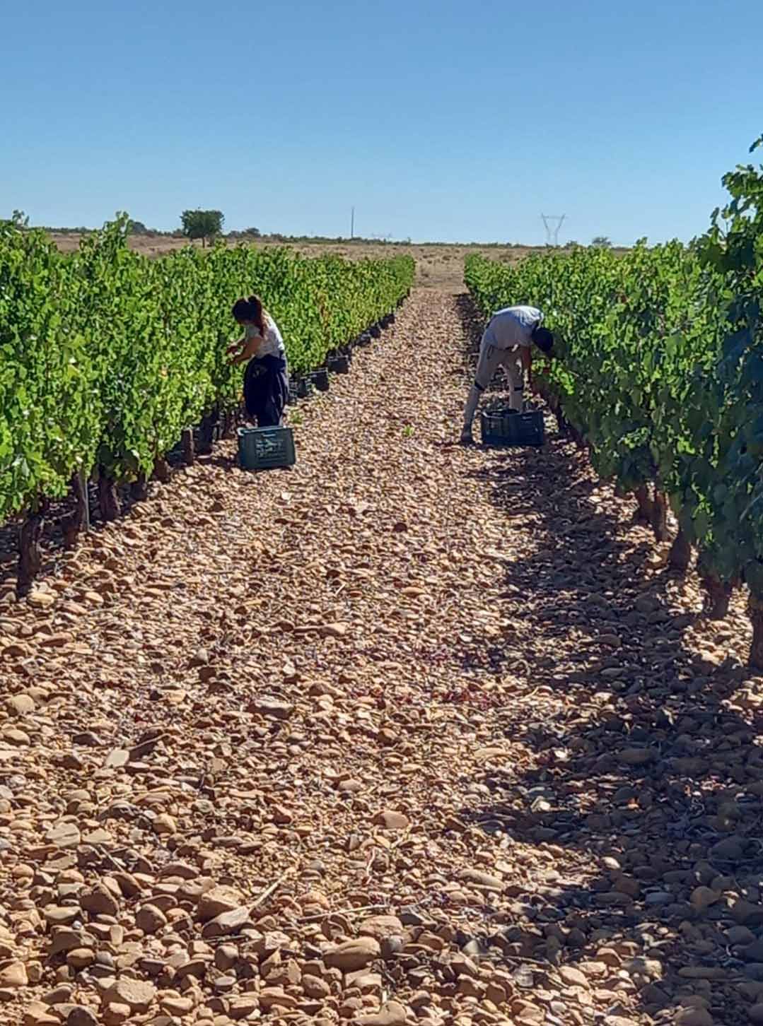 grajal de campos viñedo